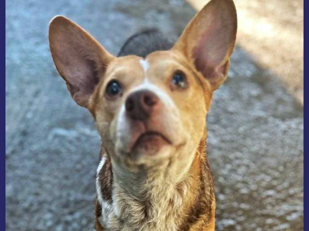 Vuoi adottare un cane a Caserta?
