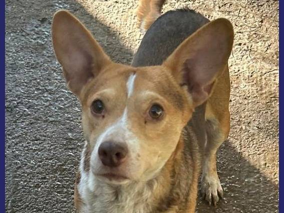 Adotta il cane BALLERINA a Caserta