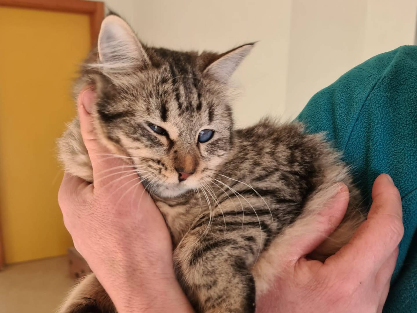 Adozione gatto, femmina, Razza sconosciuta Razza sconosciuta, 1 anno e 7 mesi, taglia non valida, Bari