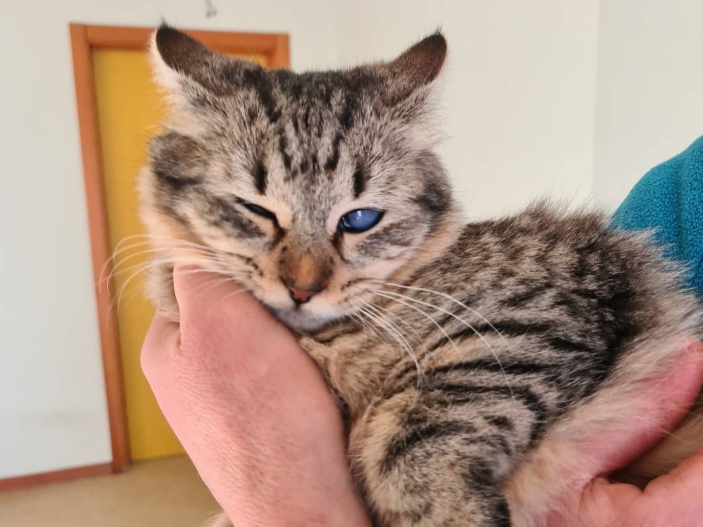 Adotta un gatto, femmina, 1 anno e 7 mesi, Bari