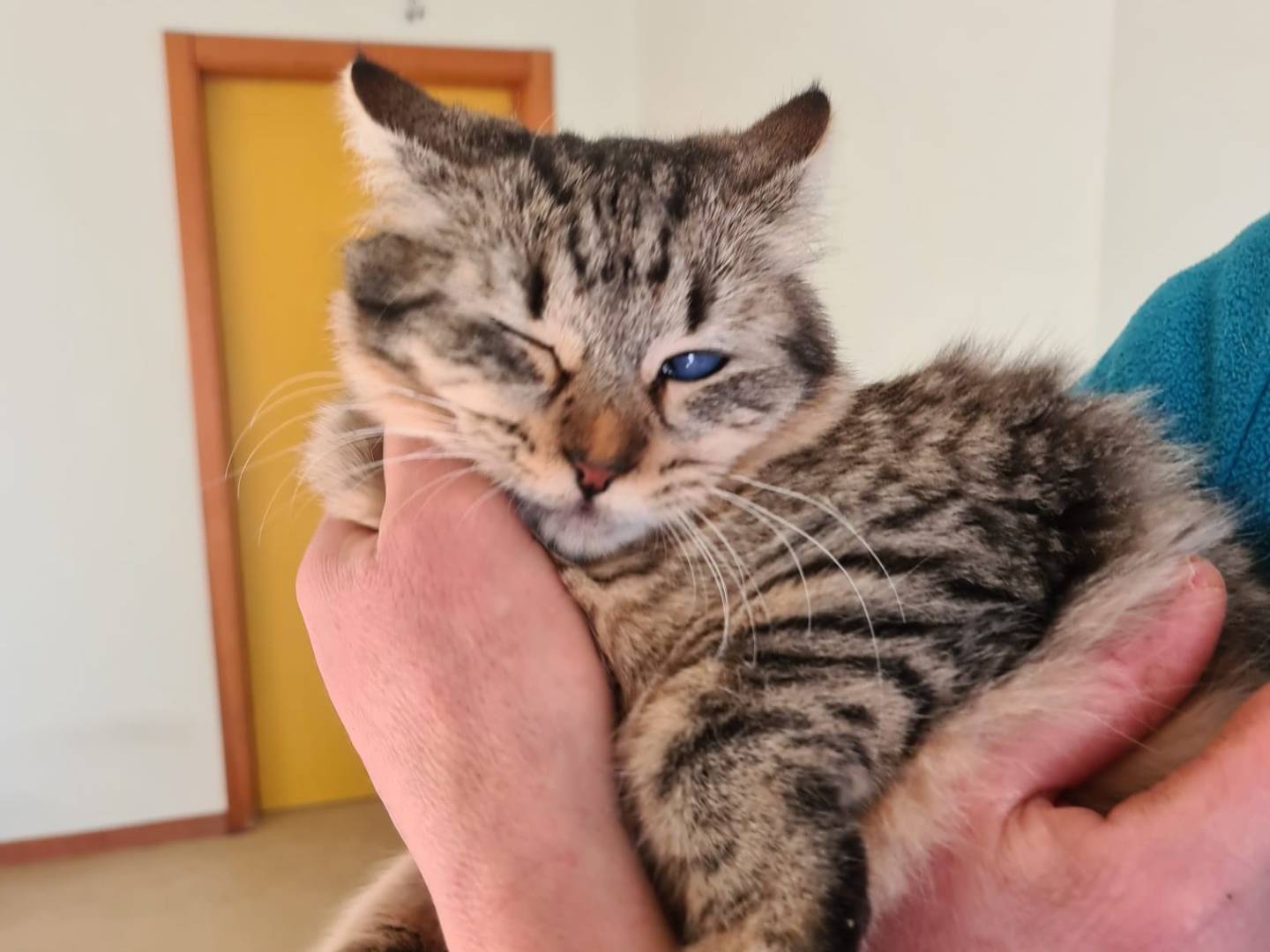 Adotta un gatto, taglia non valida, femmina, Bari