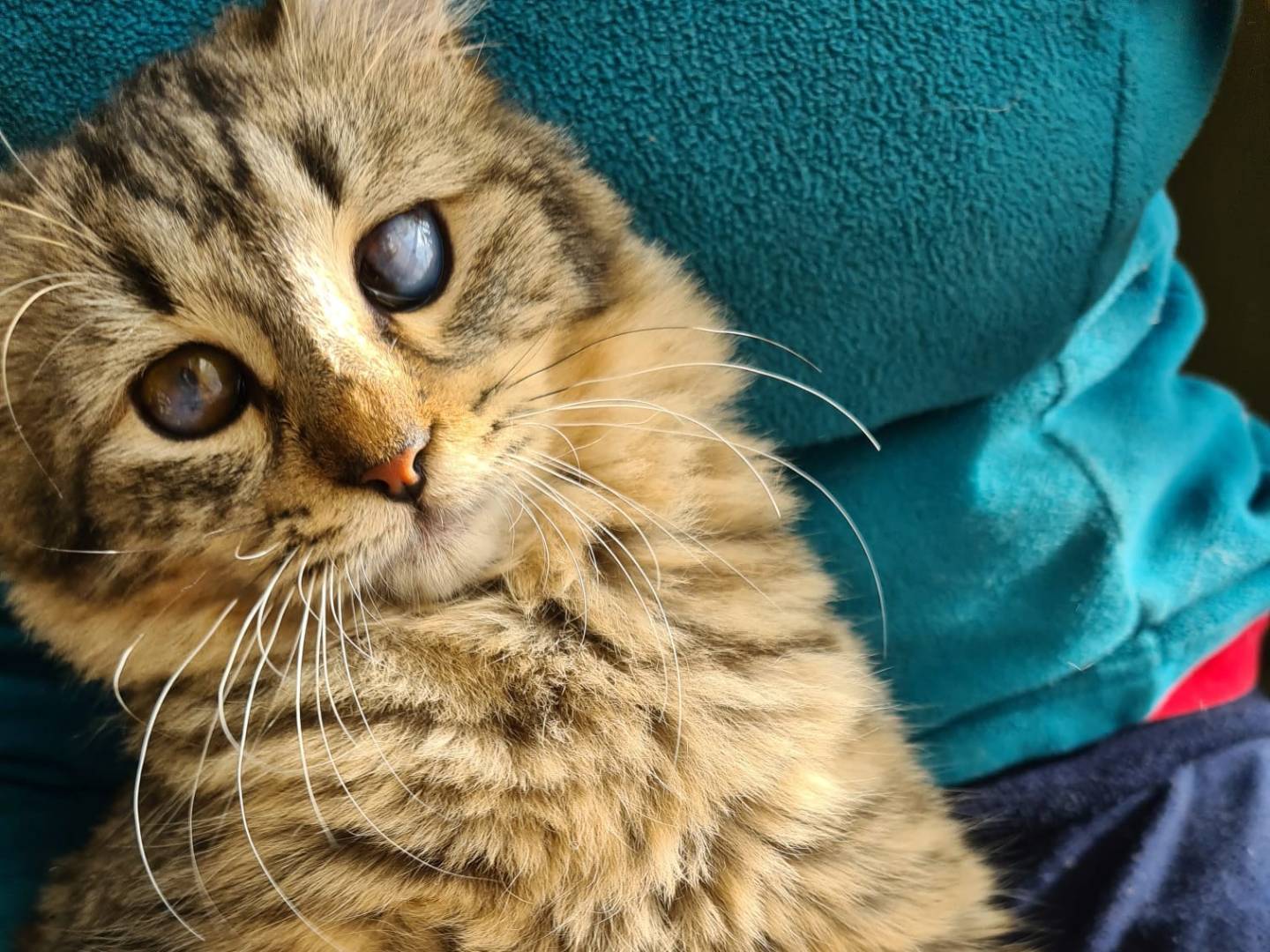 Vuoi adottare un gatto a Bari?