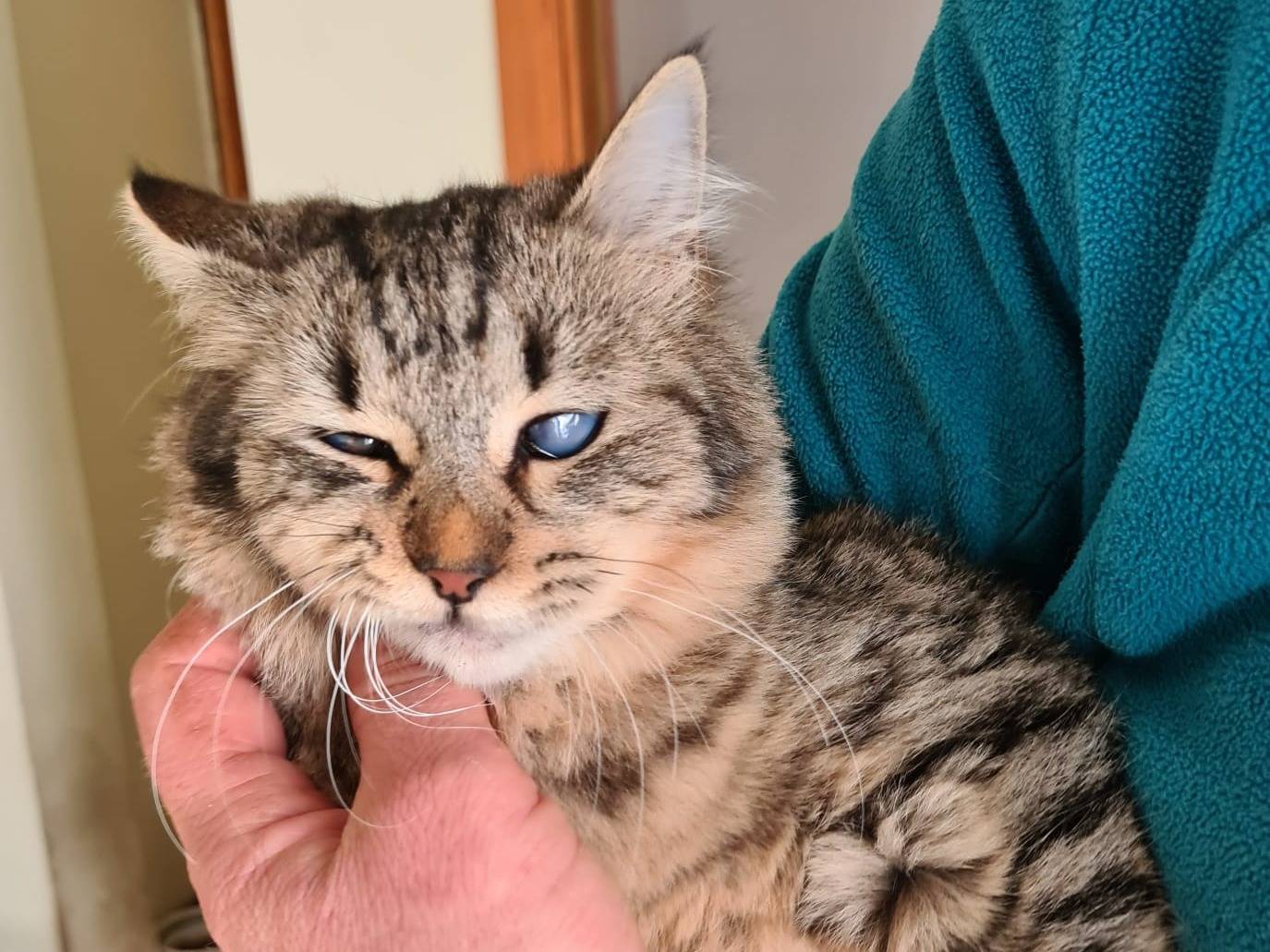 Adotta il gatto Sofie a Bari