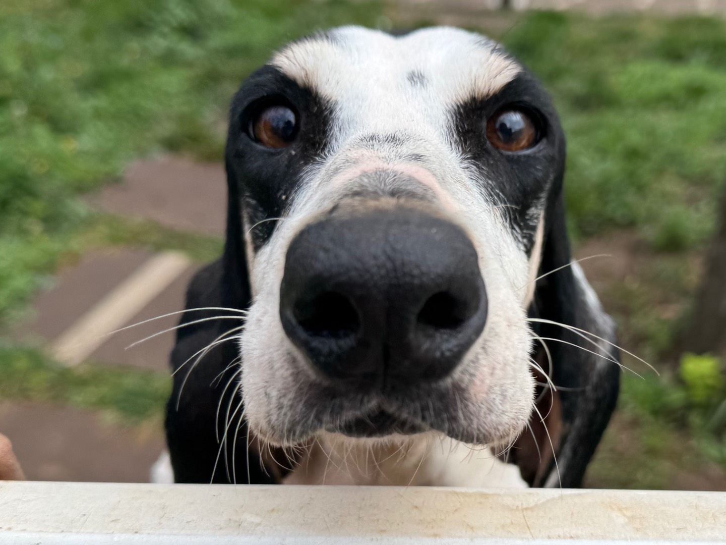Adotta un cane, femmina, 4 anni , Milano