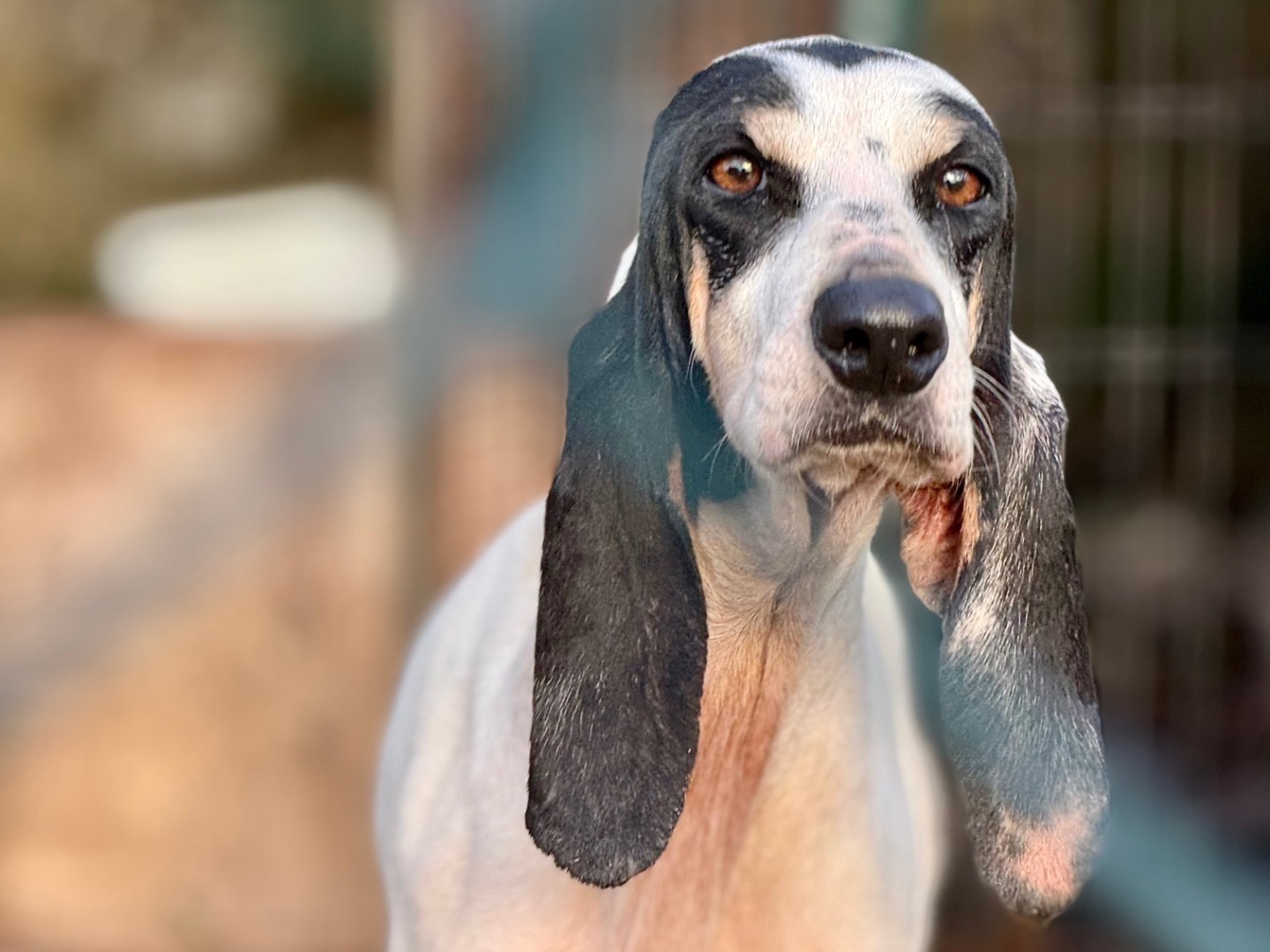 Adozione cane, femmina, Segugio Razza sconosciuta, 4 anni , taglia media, Milano