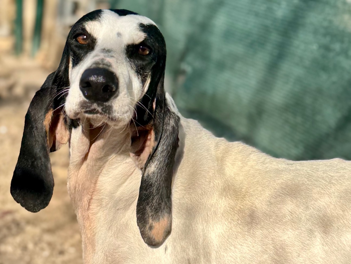 Adotta un cane, taglia media, femmina, Milano