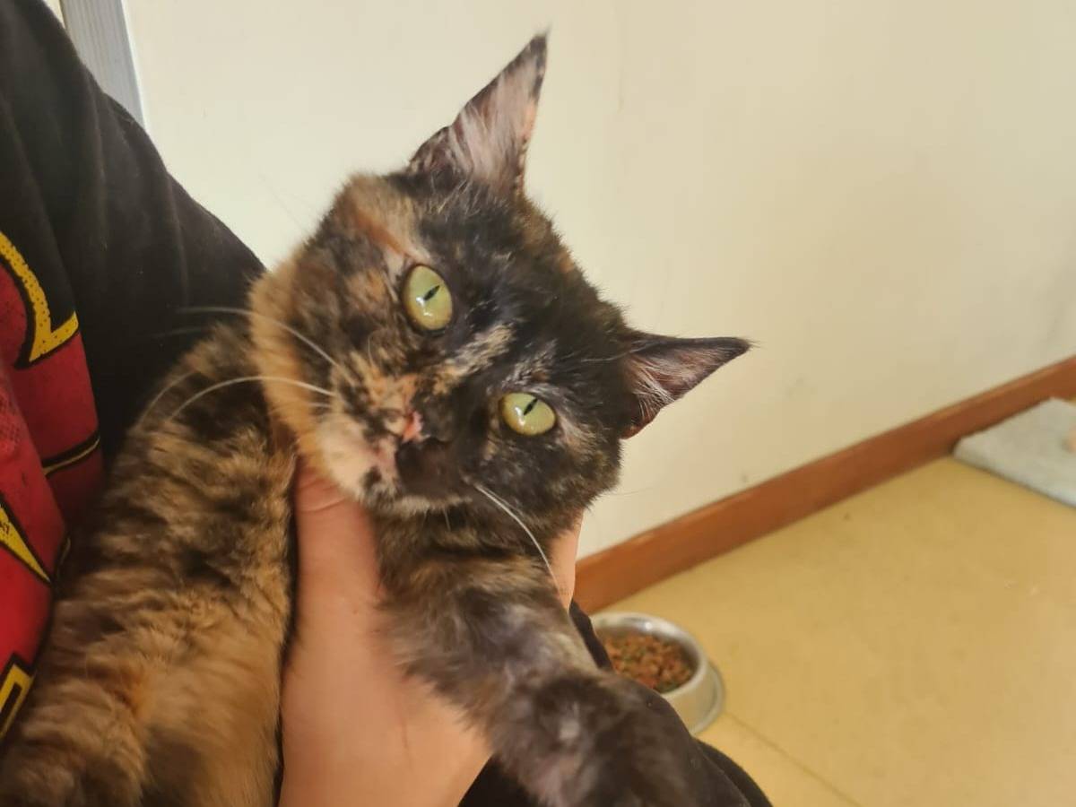 Adotta un gatto, femmina, 1 anno e 7 mesi, Bari