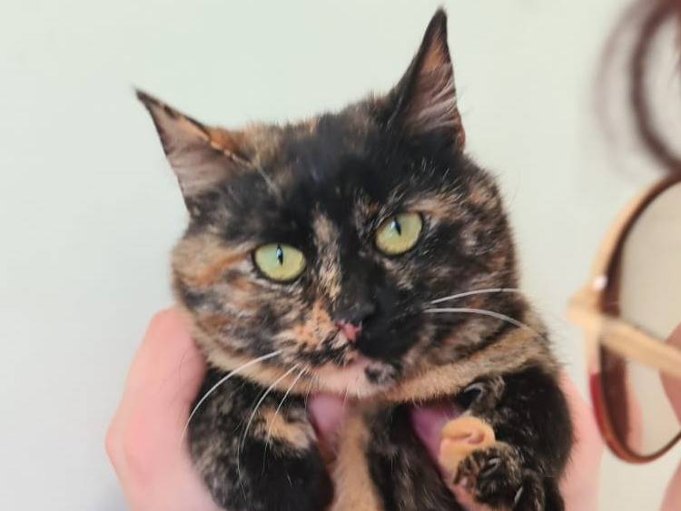 Vuoi adottare un gatto a Bari?