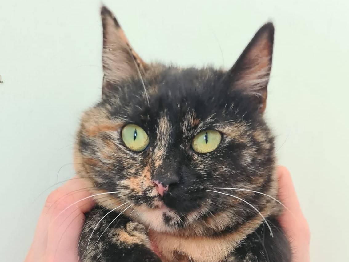 Adotta il gatto Patty a Bari