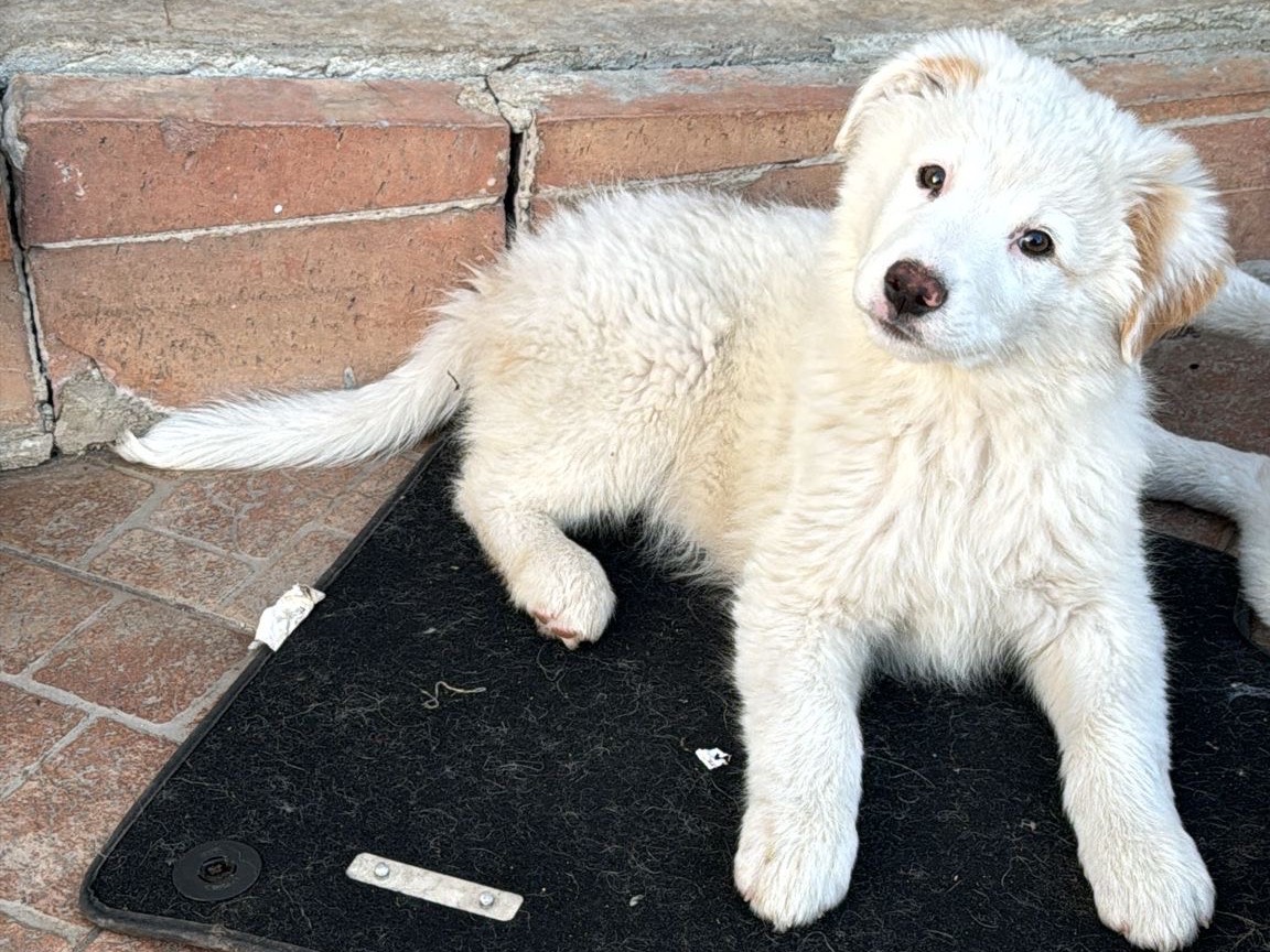 Adotta un cane, taglia media, maschio, Arezzo