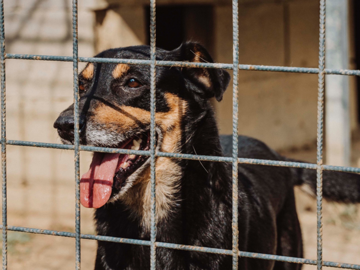 Adotta un cane, femmina, 10 anni  e 3 mesi , Catania