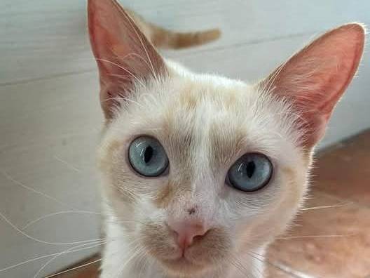 Adotta un gatto, maschio, 2 anni  e 3 mesi , Matera