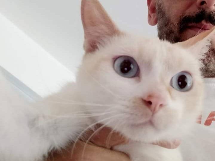 Adotta un gatto, taglia non valida, maschio, Matera
