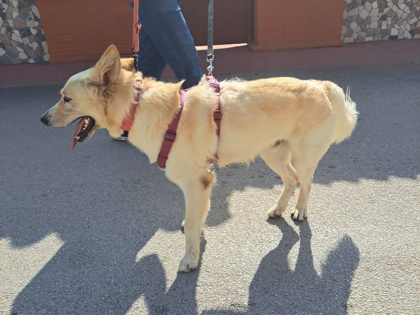 Adotta un cane, maschio, 3 anni  e 7 mesi , Caserta