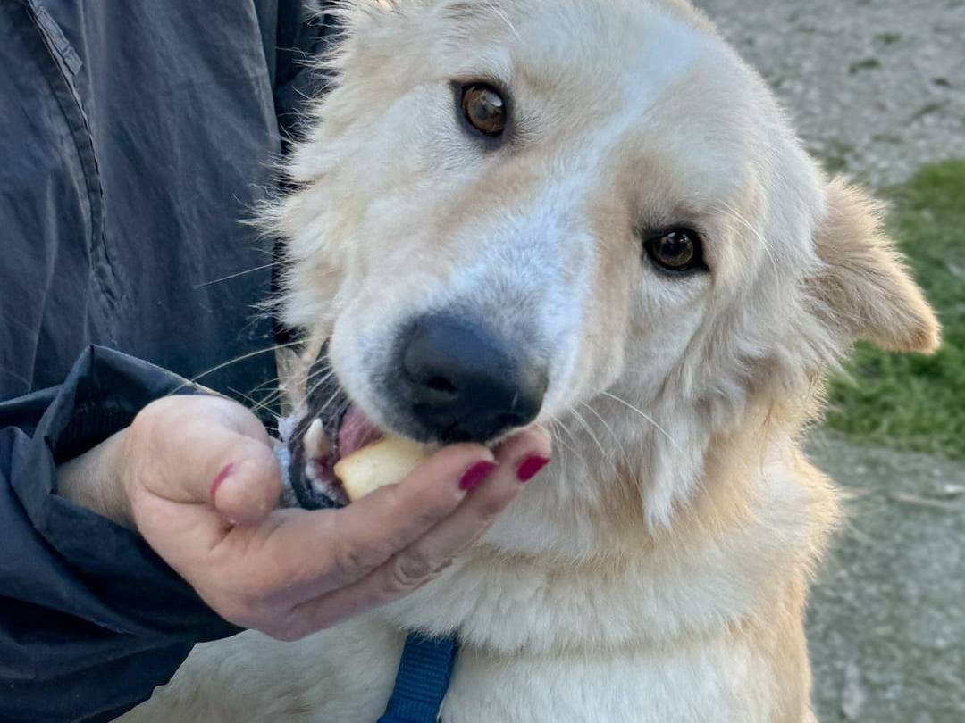 Adotta un cane, taglia grande, maschio, Caserta
