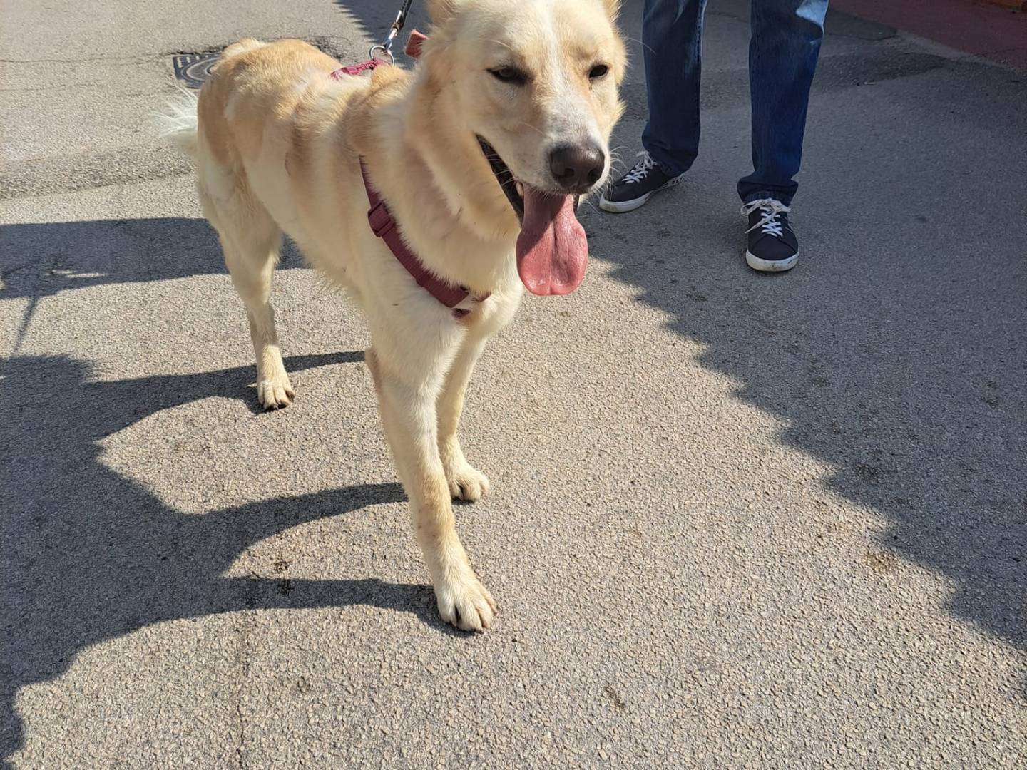 Vuoi adottare un cane a Caserta?
