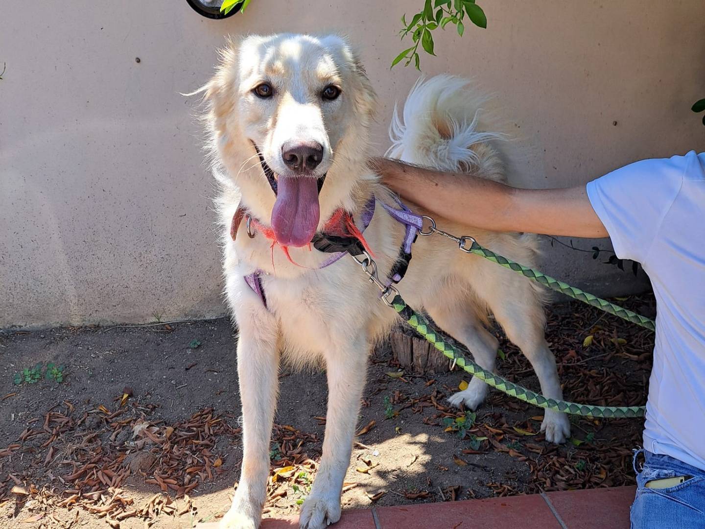 Adotta il cane LEO a Caserta