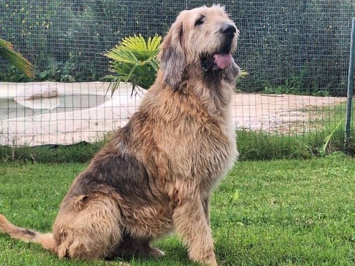 Foto dell'animale