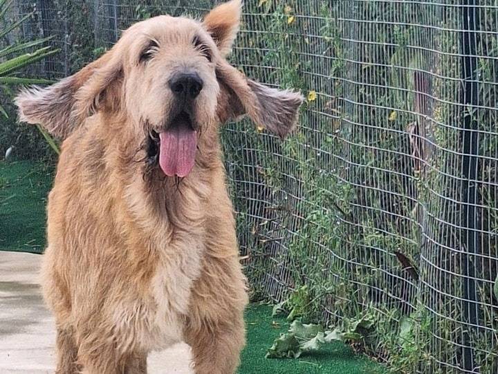 Adotta un cane, maschio, 8 anni  e 5 mesi , Latina