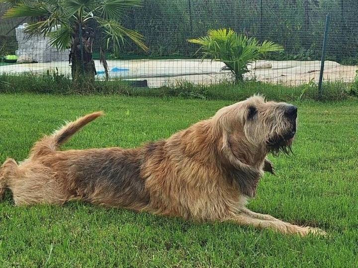 Adotta un cane, taglia gigante, maschio, Latina