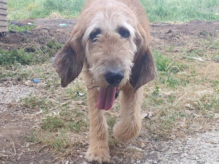 Vuoi adottare un cane a Latina?