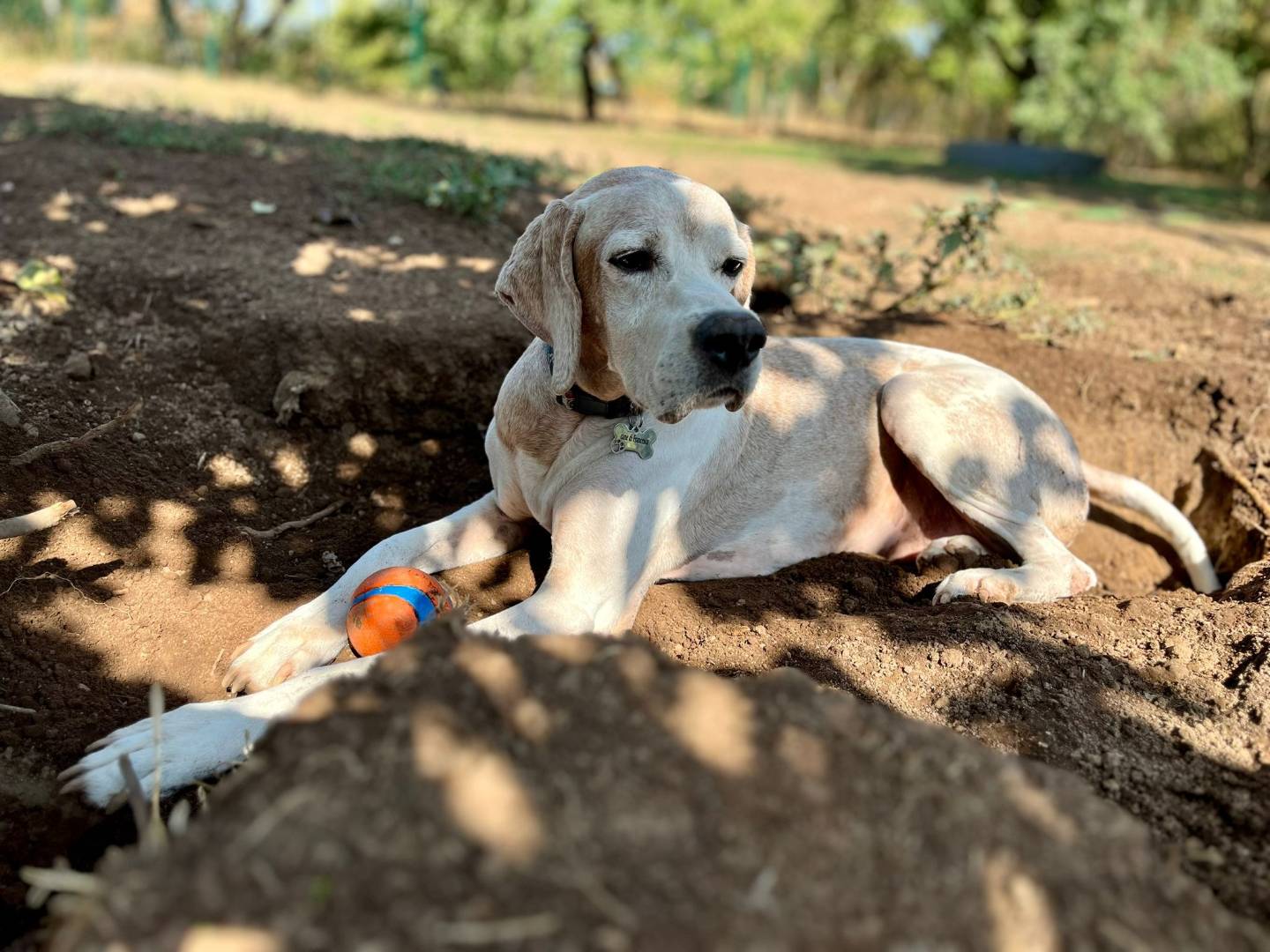 Adotta un cane, maschio, 11 anni  e 1 mese, Viterbo