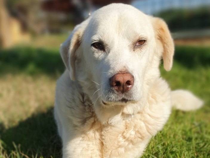 Adozione cane, maschio, Labrador Retriever Razza sconosciuta, 5 anni  e 10 mesi , taglia media, Roma