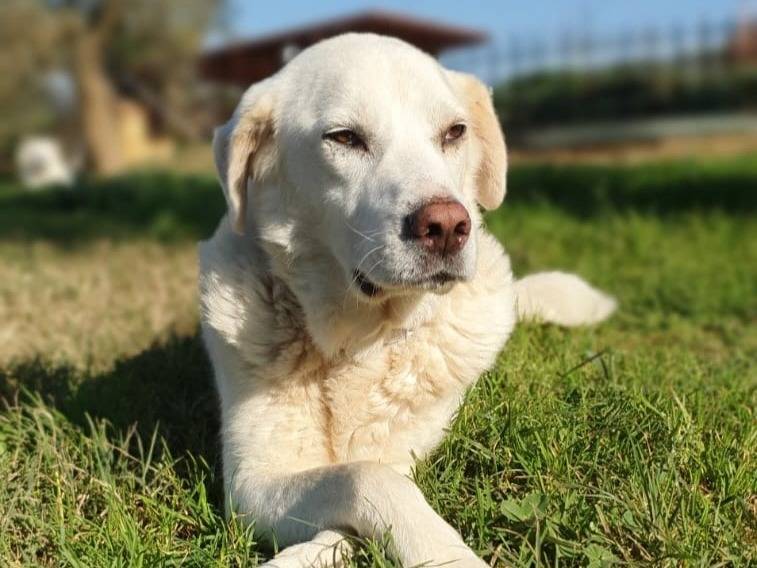 Adotta un cane, maschio, 5 anni  e 8 mesi , Roma