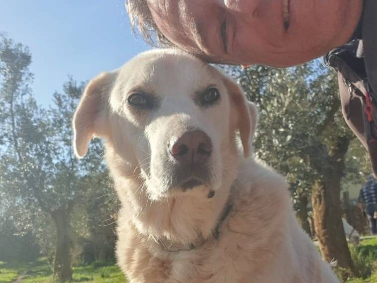 Adotta un cane, taglia media, maschio, Roma