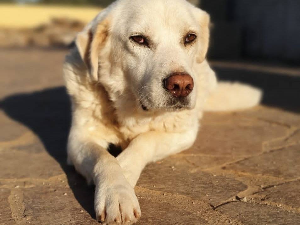 Adotta il cane Zeno a Roma