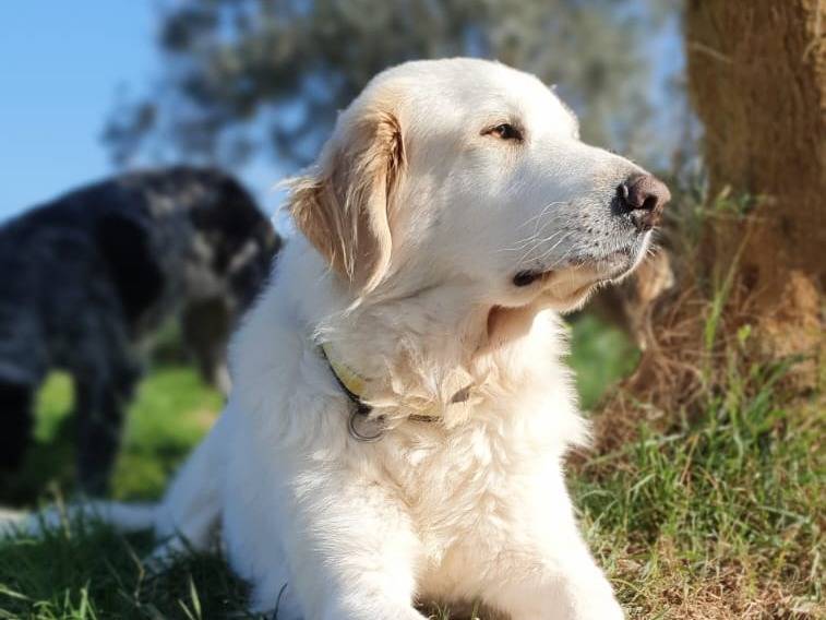 Adotta un cane, maschio, 5 anni  e 6 mesi , Roma