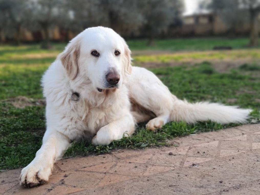Adotta un cane, taglia gigante, maschio, Roma