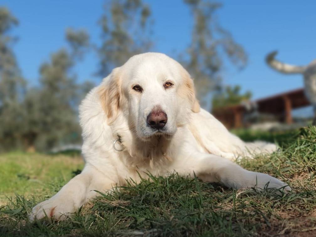 Vuoi adottare un cane a Roma?
