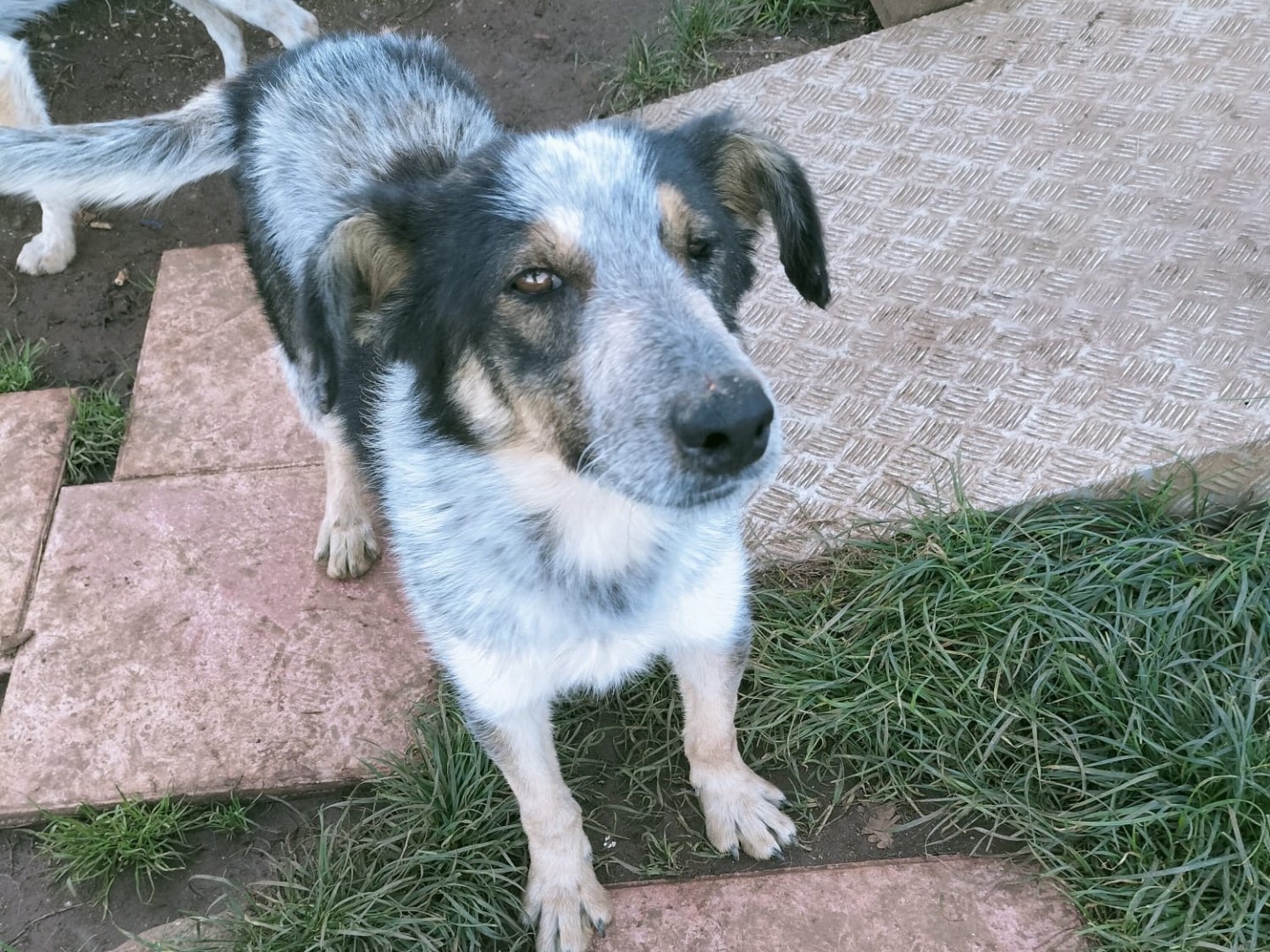 Adotta un cane, maschio, 2 anni  e 1 mese, Vibo