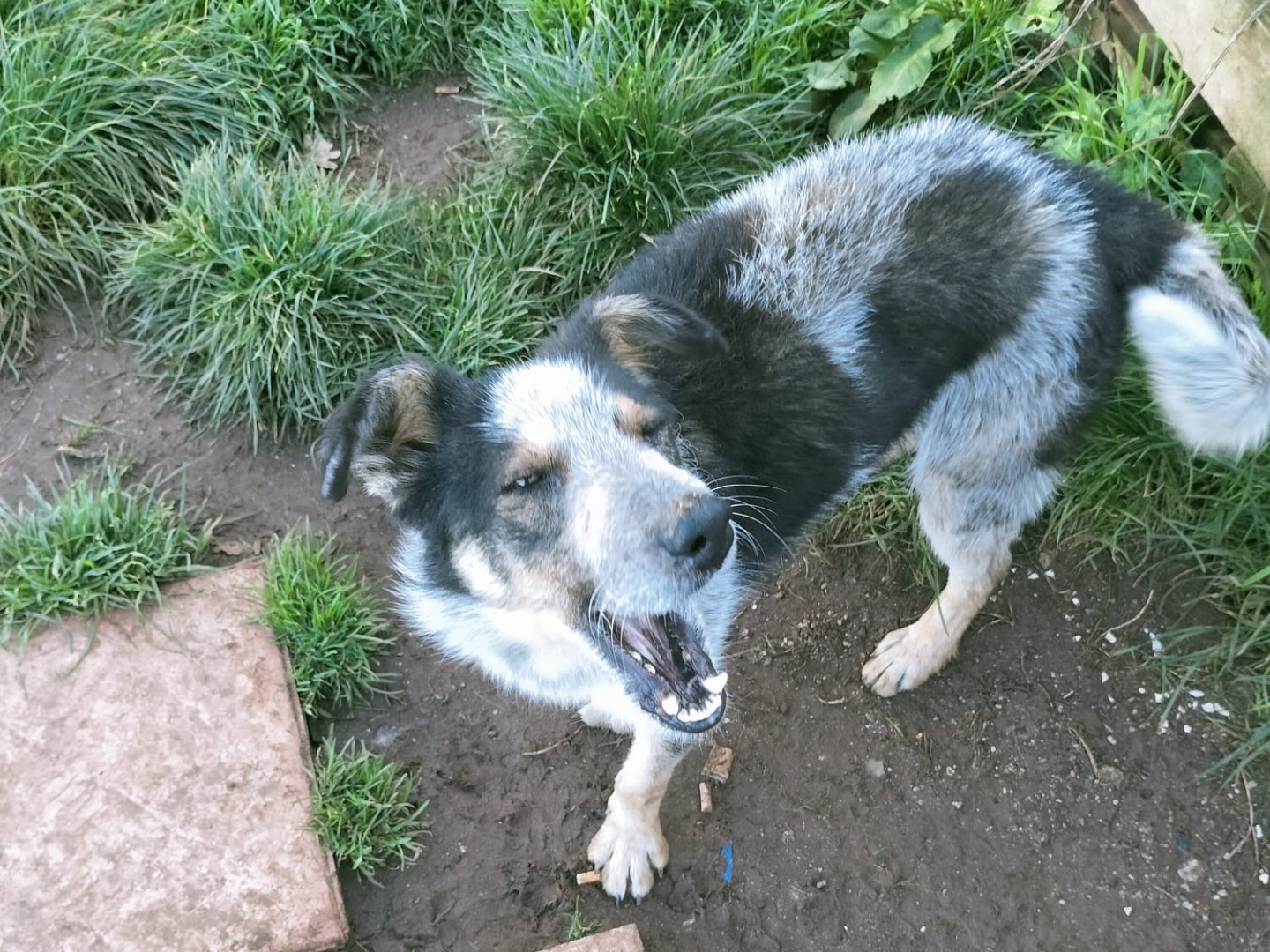 Adotta un cane, taglia media contenuta, maschio, Vibo