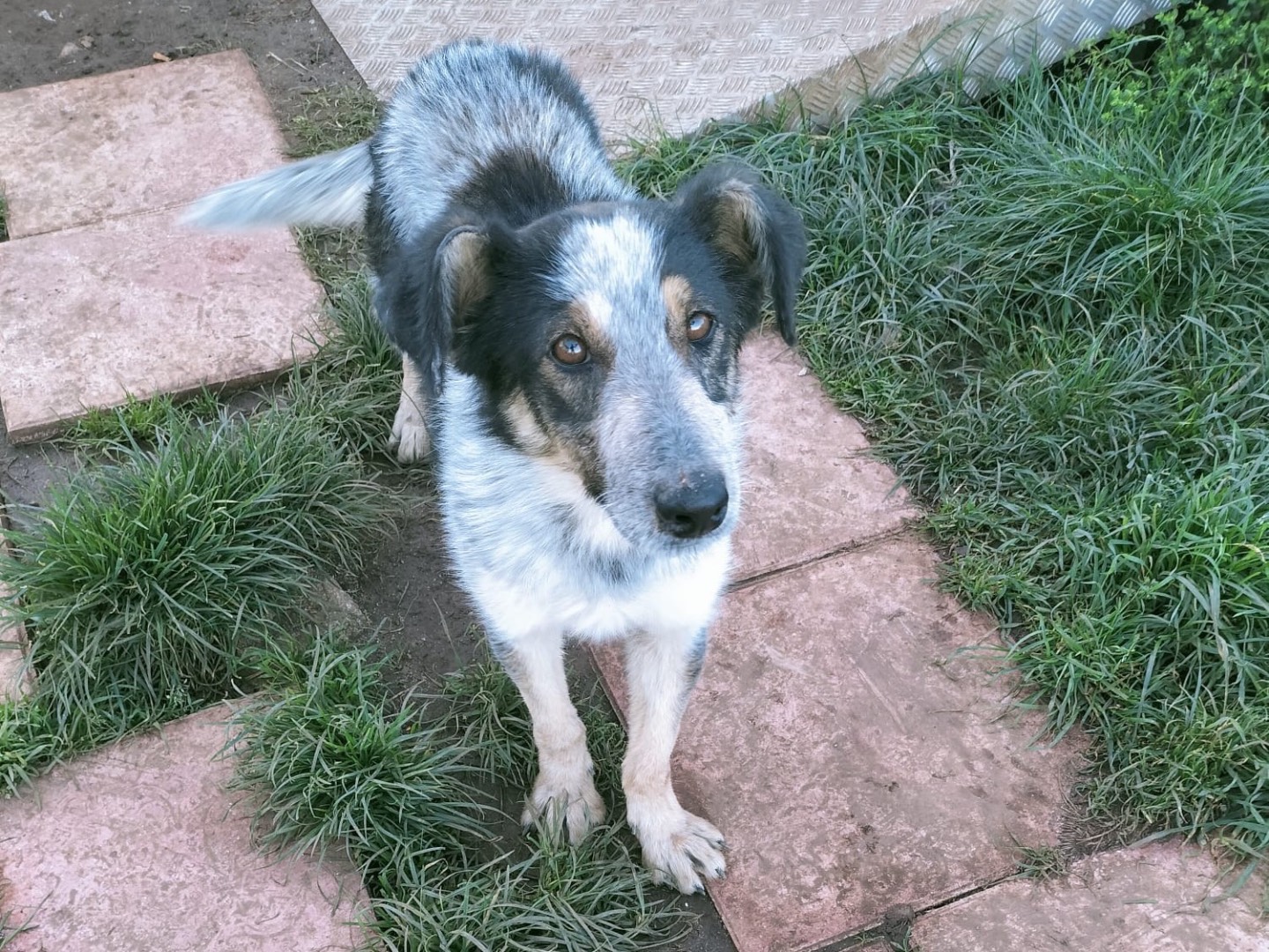 Adotta il cane ZAC a Vibo