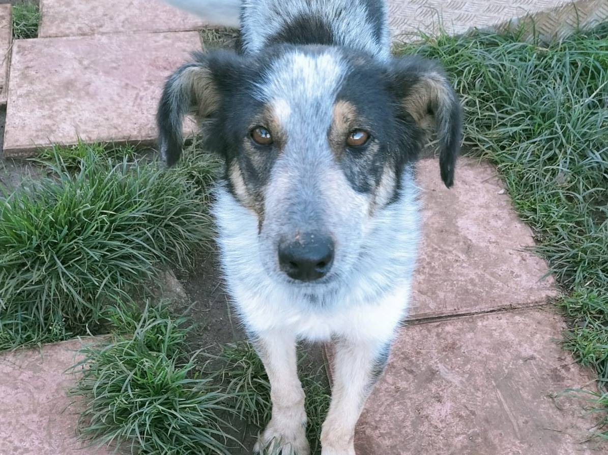 Adotta un cane, maschio, 2 anni  e 2 mesi , Vibo