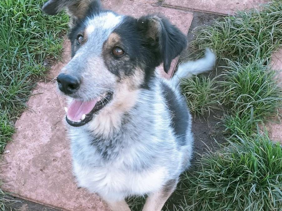 Adotta un cane, taglia media, maschio, Vibo