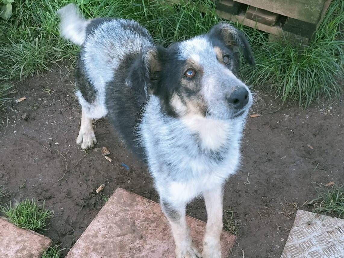 Vuoi adottare un cane a Vibo?