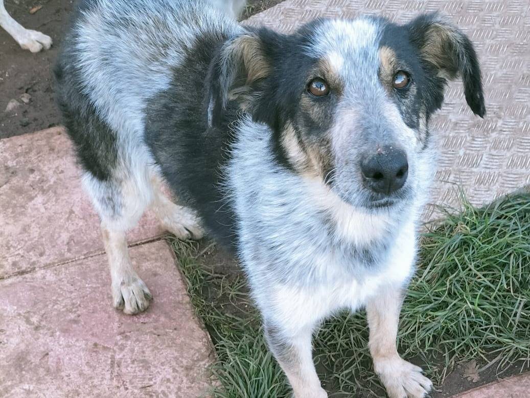 Adotta il cane ZAC MIX PASTORE AUSTRALIANO  a Vibo