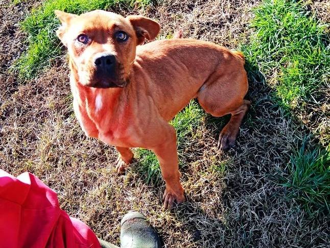 Adotta un cane, taglia media, femmina, Latina
