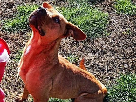 Vuoi adottare un cane a Latina?