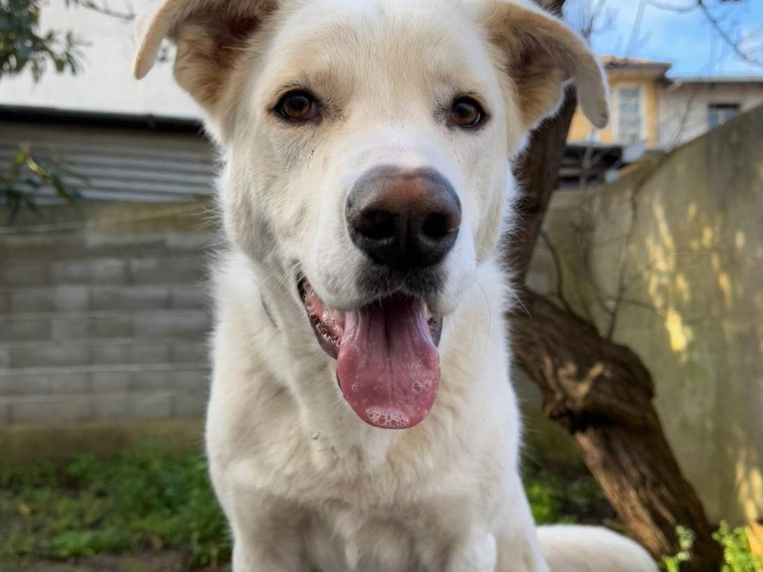 Adozione cane, maschio, Labrador Retriever Razza sconosciuta, 1 anno e 1 mese, taglia media, Varese