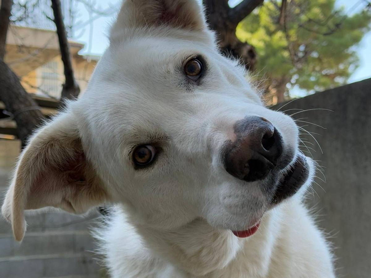 Adotta un cane, taglia media, maschio, Varese
