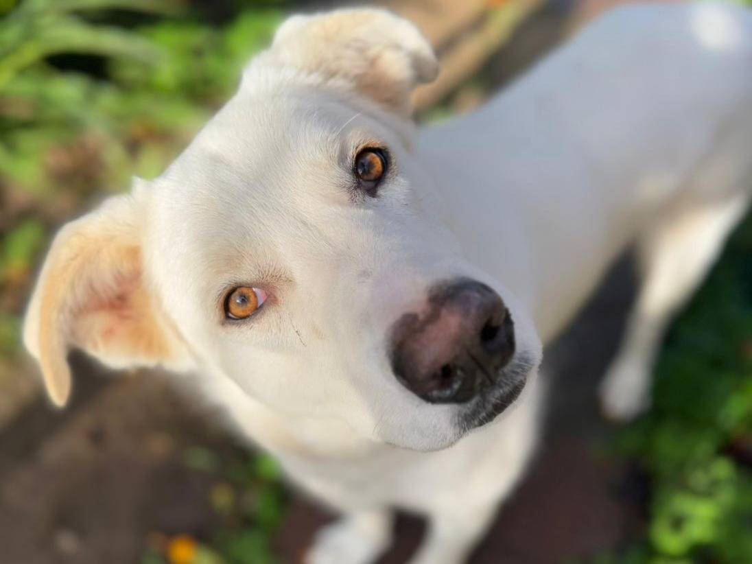 Vuoi adottare un cane a Varese?