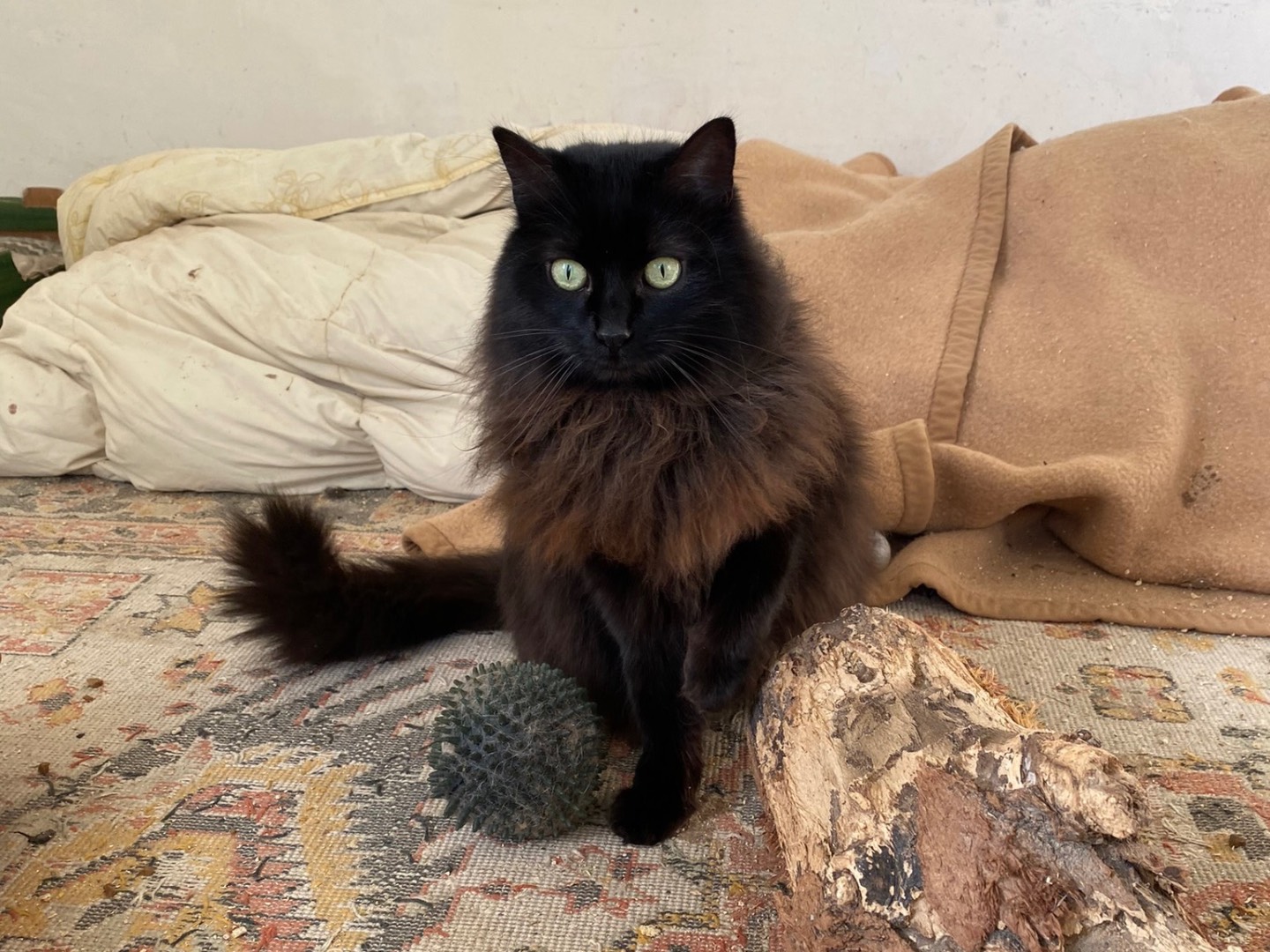 Adotta un gatto, femmina, 3 anni  e 9 mesi , Teramo