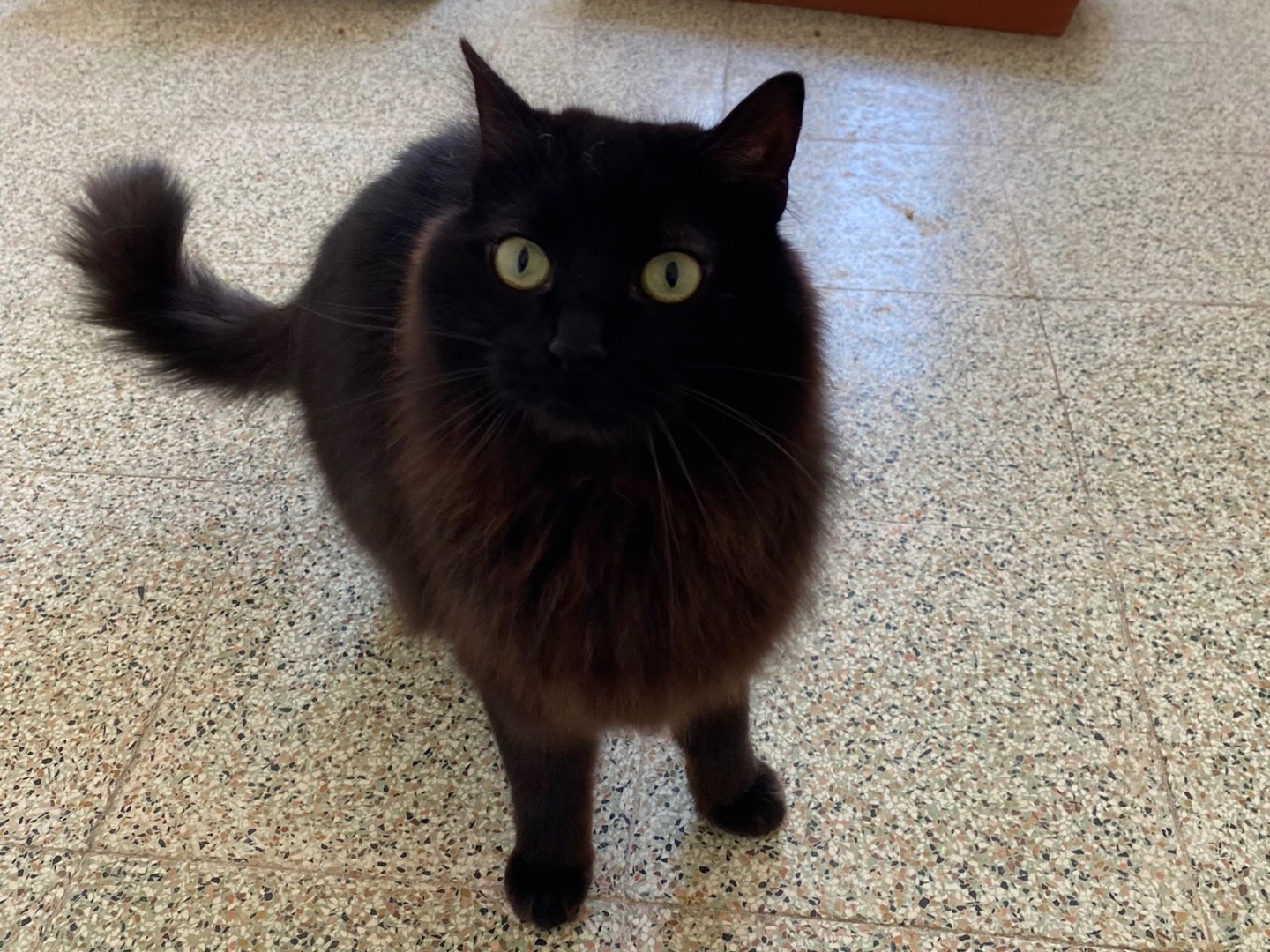 Adotta un gatto, taglia non valida, femmina, Teramo