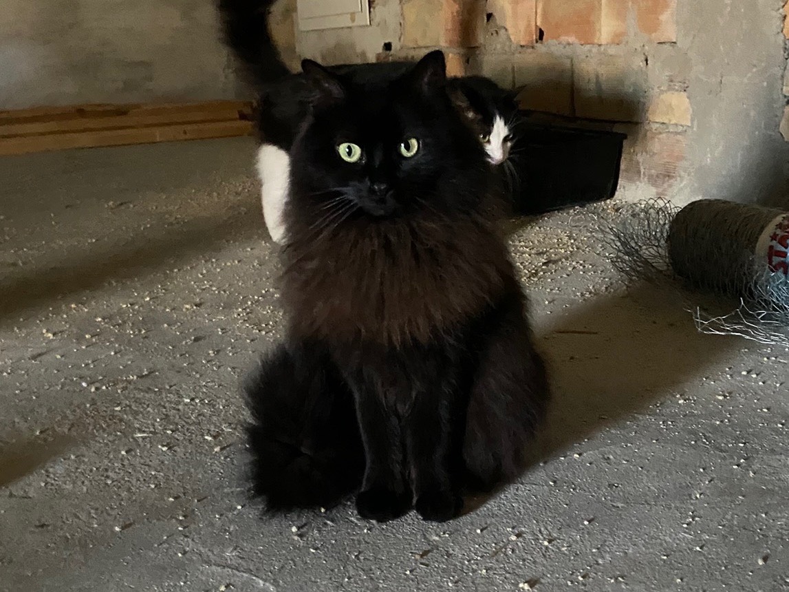 Vuoi adottare un gatto a Teramo?