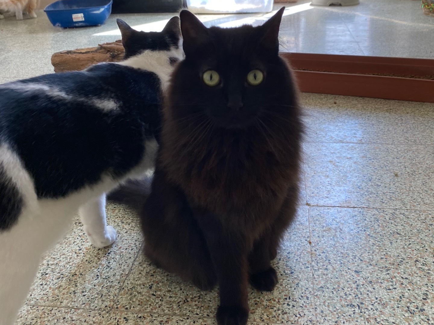 Adotta il gatto Kiki a Teramo