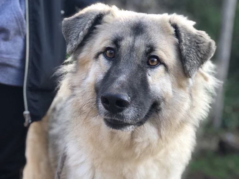 Adozione cane, femmina, Pastore tedesco Razza sconosciuta, 2 anni  e 6 mesi , taglia grande, Latina
